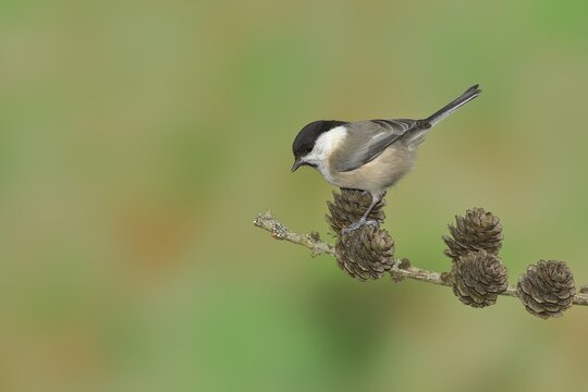Marsh tit (Parus palustris), sitting on cones of a larch (Larix), Wilden, North Rhine-Westphalia, Germany