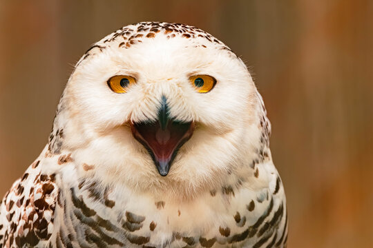 Bubo scandiacus, snowy owl, looking straight into the camera and hooting on a sunny spring day