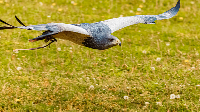 Geranoaetus melanoleucus, black-chested buzzard-eagle, in flight on a sunny spring day