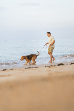 Man walking a dog along the shoreline of a beach during sunset, with gentle waves lapping at the sand and a clear sky in the background. Airedale Terrier