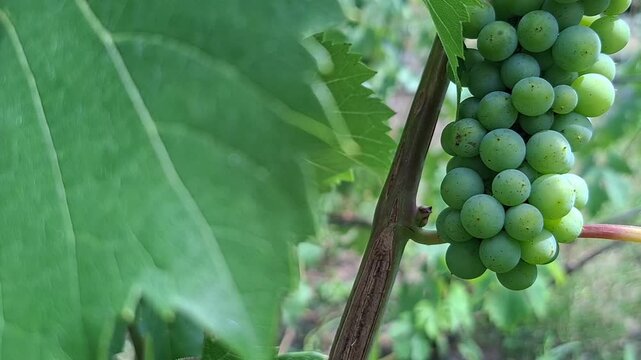 Fungal disease of grapevine: spots on berries and lesion on stem. Green grapes growing on a vine in a vineyard. Bunch of fresh fruit hanging from a branch. 