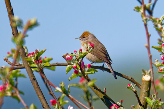 Weibchen der M&ouml;nchsgrasm&uuml;cke (Sylvia atricapilla)	