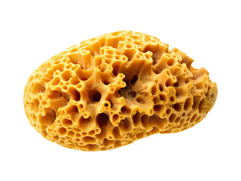 Natural yellow sponge with porous texture isolated on clear background transparent background