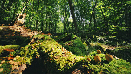 Fototapeta premium Sunlight filtering through a lush green forest illuminates moss-covered logs and wild mushrooms, creating a magical woodland atmosphere full of natural textures and peaceful scenery.