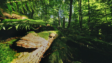 Fototapeta premium Sunlight filtering through a lush green forest illuminates moss-covered logs and wild mushrooms, creating a magical woodland atmosphere full of natural textures and peaceful scenery.