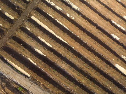 Aerial view of avocado plantation rows showing soil preparation and young plants in Uruapan, Michoacan, Mexico.