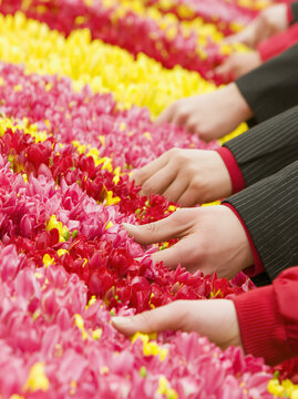 Flower market hands choosing fresh tulip row in vibrant pink and yellow bloom, travel concept