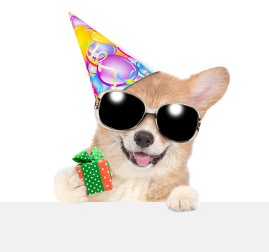 Funny Pembroke Welsh Corgi puppy wearing sunglasses abd birthday cap looking above white banner and showing tiny gift box. isolated on white background