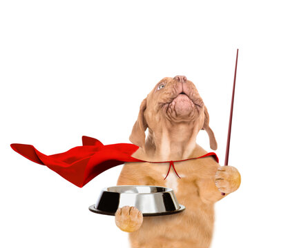 Funny Mastiff puppy wearing superhero costume holds empty bowl, looks up and points up on empty space. Isolated on white background