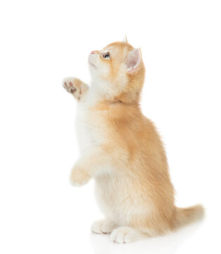 Playful young golden chinchilla cat standing on hind legs and looking away and up on empty space. Isolated on white background