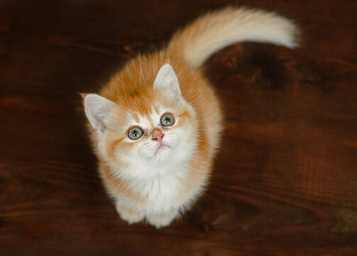 Curious golden chinchilla kitten sitting on wooden background and looking up
