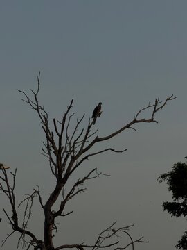 Bird perched high on a bare tree branch against a pale, overcast sky, representing themes of solitude, resilience, and survival in a natural environment