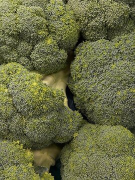 Fresh green broccoli florets growing together, forming a healthy and natural background, depicting organic food and vegetarian nutrition in a close up texture