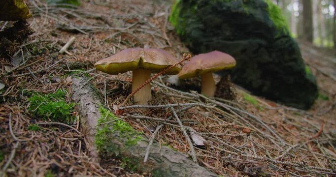 Porcini mushroom growing in the wild coniferous forest. Boletus edulis. Edible mushrooms. Mushroomer covers the hole in the moss to protect the mycelium. Environmentally friendly products.