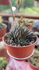 cactus in a pot © IRWIN