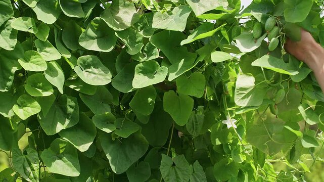Hand Touching Wild Ivy Gourd Fruits Growing on a Tropical Vine, Fresh Edible Harvest, Organic Gardening, Natural Food