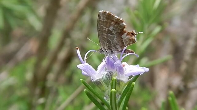 Butterfly Geranium bronze, Cacyreus marshalli on violet flowers of Rosemary plant, Salvia rosmarinus, synonym Rosmarinus officinalis on hot summer weather - close-up, slow motion.