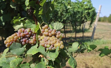 Obraz premium Bunches of Pinot Gris, white wine grape, hanging on wine at the edge of the vineyard&nbsp;