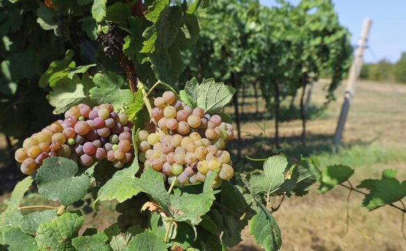 Bunches of Pinot Gris, white wine grape, hanging on wine at the edge of the vineyard&nbsp;