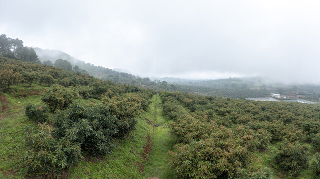 Aerial view of lush avocado fields stretching across the rolling hills of Uruapan, with rows of trees nestled under a thick blanket of morning mist. Uruapan, Michoacan, Mexico.