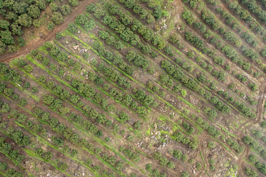 Aerial view of avocado fields with rows of trees and dirt paths in the agricultural landscape of Uruapan, Michoacan, Mexico.