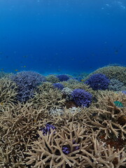 coral reef and diver © 真美子 上村