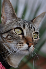 Fototapeta premium Tabby cat with alert green eyes observing outdoors