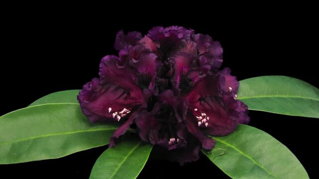 Timelapse of Rhododendron 'Dramatic Dark' blooming from buds to fully open flowers. Alpha channel footage with transparent background, ideal for compositing, VFX and creative projects.