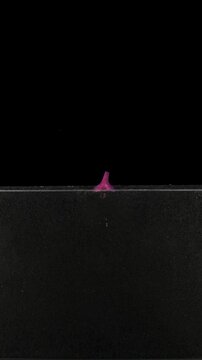 Timelapse of a red onion bulb growing in a rhizobox over 13 days, showing root and green sprout development. Isolated on a black background. Vertical video for botanical and educational use.