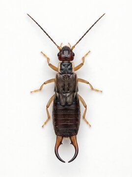 earwig insect top down view close up isolated on white background