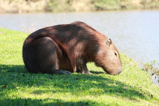 Capivara cheirando o gramado 