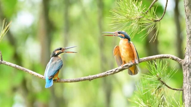Two Common Kingfishers Fighting on a Tree Branch