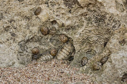 Close-up photo of intertidal sea fauna featuring nerite marine snails and chitons (polyplacophora) clinging to a porous coastal rock surface with coarse sand in foreground. Perfect for marine biology,