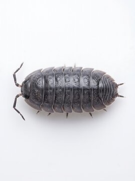 Pill bug top down view on white background