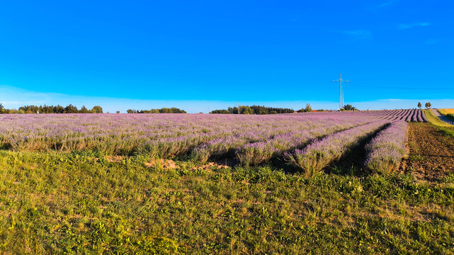 Biggest Lavandula, lavender, fields in south germany, like in Provence, France, in full bloom located at Adlstrass, Dorfen, Erding, Bavaria, Germany