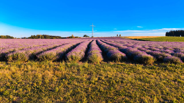 Biggest Lavandula, lavender, fields in south germany, like in Provence, France, in full bloom located at Adlstrass, Dorfen, Erding, Bavaria, Germany
