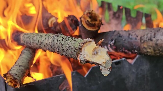 Wet forest branches burning on an outdoor grill as heat releases drops and small bubbles of moisture from the wood beside bright flames and hot coals