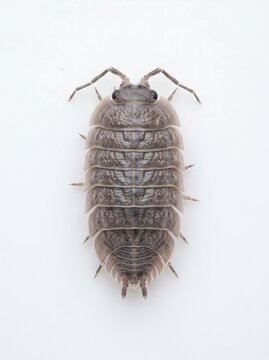 woodlouse on a white background close up