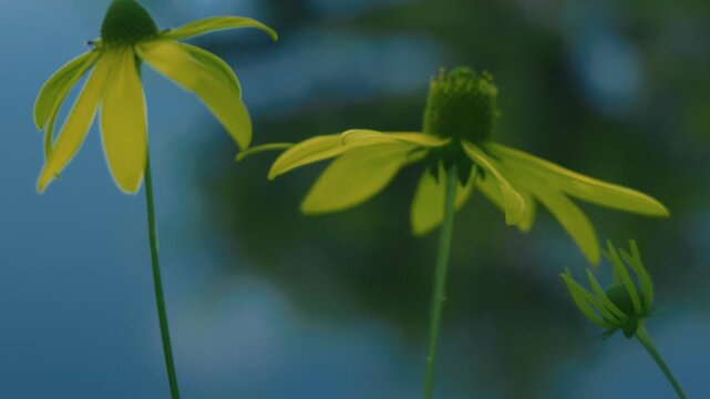 Close-up of a yellow flower with a lotus pond in the background