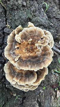 Trametes versicolor mushrooms growing on a tree stump