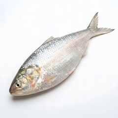 Fototapeta premium Whole raw fish on transparent background for cooking