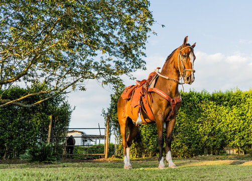 Caballo de montar ensillado en finca rural con &aacute;rboles y vegetaci&oacute;n tropical