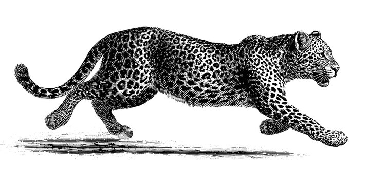 PNG Vintage leopard running isolated on transparent background