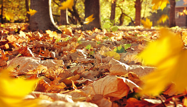 Autumn leaves landscape, fallen maple leaves on the ground lit by sunlight, lowest point of shooting