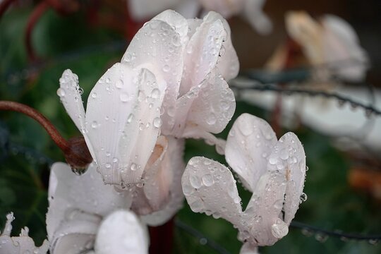 Wet cyclamen persicum plant with white flowers, after the rain
