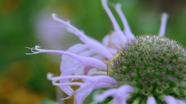 Wild Bergamot Plant with Inchworm