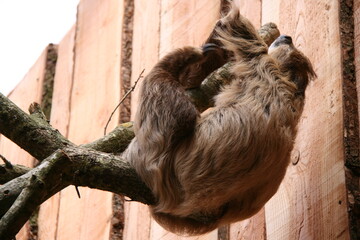 Fototapeta premium sloth in a zoo in france 