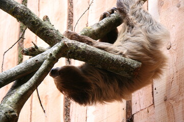 Obraz premium sloth in a zoo in france 