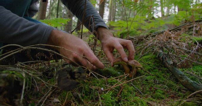 A man plants a tree. Close-up male hands with small spruce. Planting forests manually. Reforestation on the planet. Coniferous seedling.
