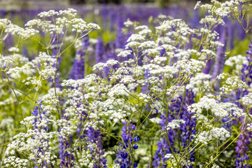 Obraz premium Background of blooming grass with white flowers and purple lupine